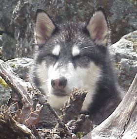 File:Gus.jpg